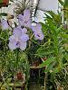 Vanda coerulea-coerulea-sep23-7-jpg