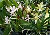 Van. Georgia Peach x V. falcata-20230909_102113-crop-jpg