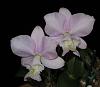 Cattleya nobilior var. amaliae 'Fabio Nahas'-insta-nobilior-2-jpg