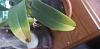 Bulbophyllum Sumatranum Leaf Discoloration-20230925_150151-jpg