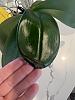 Sudden brown/soggy edges on Phal Leaves-img_4874-jpg