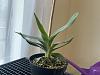 Angraecum sesquipedale growth-img_6595-jpg