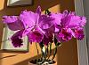 Cattleya labiata variety rubra-img_1506-jpg