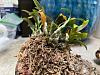 new dendrobium hekouense looking rough-orchid-jpg