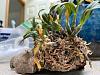 new dendrobium hekouense looking rough-orchid1-jpg