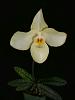 Paph. Armeni White-paph-armeni-white-newly-jpg