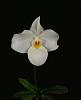 Paph. Armeni White-paph-armeni-white-4-days-jpg