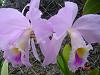 What species (or cross) might this cattleya in old photos be?-dsc01169-jpg