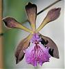 First bloom on Encyclia phoenicea-encphoenicia-1-jpg