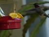 Not quite a pet, he thinks he owns the place-hummingbird-5-p1110471-jpg