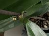 Phal Surprise - What to do now?-img_3230-jpg