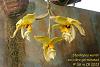 Orchids around the Yard.-dsc05255-stanhopea-wardii-homegrown-share-jpg