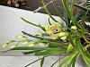 New Cymbidium - Name?-cymbidium-jpg