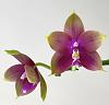 Phalaenopsis Mituo King Bellina-7525dd61-bd8d-46e6-971b-8a7323fb4ec1-jpg