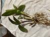 Dendrobium phal losing leaves - help!!-img_5173-jpg