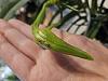 Spots on Angraecum sesquipidale buds and spurs-20231206_112345-jpg