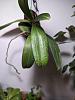 Unhappy Aerangis Modesta with spots on leaves-pxl_20231210_165140798-jpg