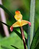 Orchid ID #1 Colombia-091a1312_filtered-jpg