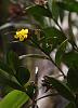 Orchid ID #2 Colombia-091a1289_filtered-jpg