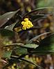 Orchid ID #2 Colombia-091a1293_filtered-jpg