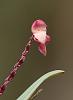 Orchid ID #3 Colombia-091a1283_filtered-jpg