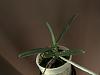Angraecum elephantinum dropping leaves-img_7651-jpg