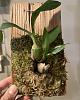 Pot a mounted cymbidium tigrinum?-f8fce4e0-3f80-43ef-a22c-a4691fe40433-jpg