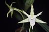 Angraecum sesquipedale var augustifolium-_dsc0003-jpg