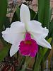 Cattleya Captain Pessoa-captain-pessoa-mrt24-2-jpg