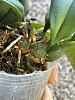 Psychopsis orchid - new growth or flower spike?-thumbnail_img_0657-jpg