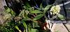 Dendrobium Speciosum-den-speciosum-var-grandiflora-1-3-2024-jpg