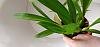 Streak on Oncidium twinkle leaf-20240326_094917-jpg