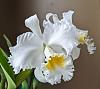 Cattleya Picasso-pxl_20240327_142518490-jpg