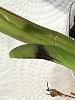 Mechanical Damage or Fungus on New Cattleya Growth. What to do?-img_7189-jpg