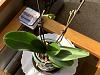 Phal Keike Propagation-img_e3175-jpg