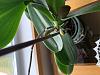 Phal Keike Propagation-img_3304-jpg