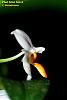 Phalaenopsis Mini Mark 1st Bloom after S/H-phalaenopsis-mini-mark-4-jpg