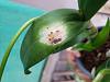 White Dendrobium-20240406_165255-jpg