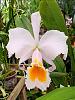 Cattleya schroederae &quot; Popayan&quot;-schroederae-popayan-1-jpg