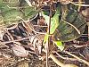 New growth-20240409_163052-jpg