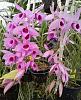 Dendrobium anosmum (honohono)-20240407_105606-jpg