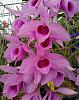 Dendrobium anosmum (honohono)-20240407_105627-jpg