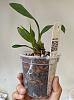 Pot a mounted cymbidium tigrinum?-20bfa4f2-4de7-47fe-bd42-7fe1350800a1-jpg