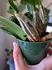 D. lindleyi (aggregatum) mystery growth - spike?-lindleyi-mystery-growth-jpg