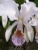 Cattleya mossiae coerulea-mossiae-var-coerulea-apr24-2-jpg