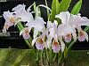 Cattleya mossiae coerulea-mossiae-var-coerulea-apr24-4-jpg