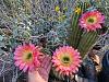 Trichocereus hybrid-trichocereus_hybrid_20240414_seca_hdr-jpg