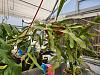 Mark Dimmitt Open House 2024 - Strophocactus, Wittia-wittia_amazonica_dimmitt_20240414_seca-jpg