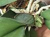 Psychopsis orchid (follow up on new growths leaves vs spike)-psychopsis-4-20-24-2-jpg
