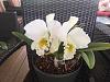 Cattleya 37 year old NOID division-catt-carl-hausermann-jpg